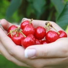 什么是 Git 遴选(cherry-pick)?